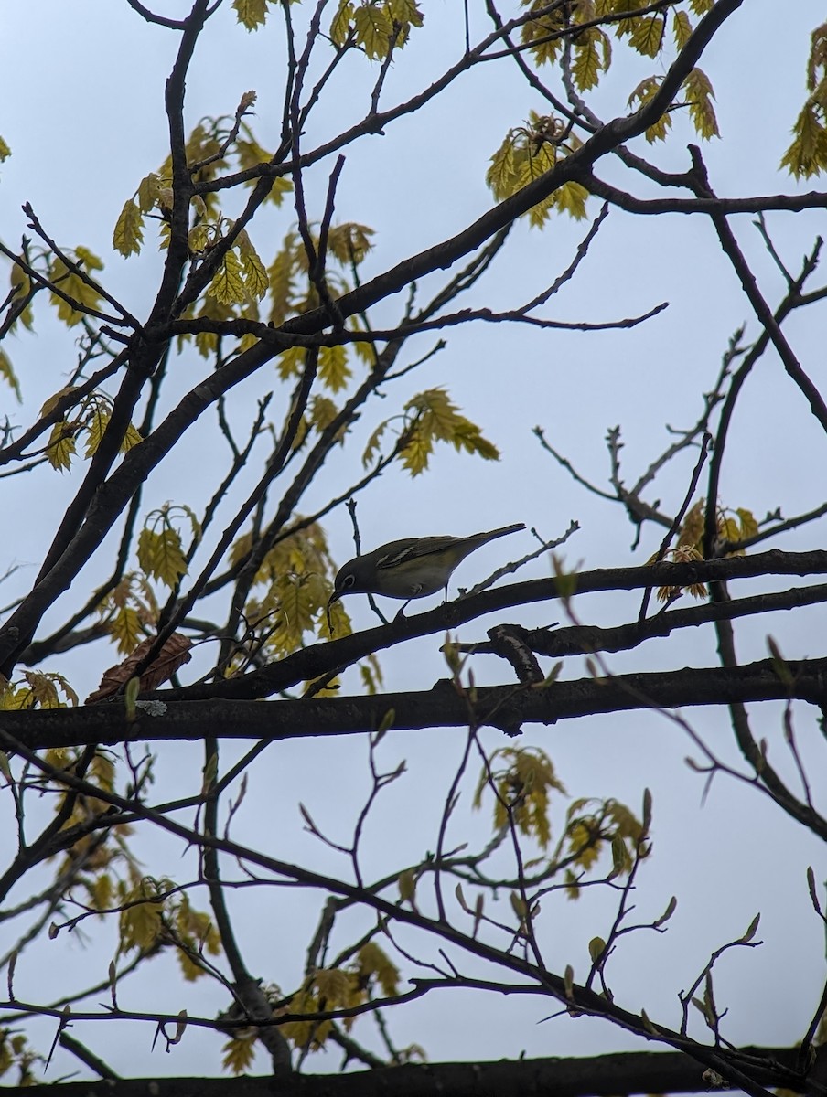 Mavi Başlı Vireo - ML617629083