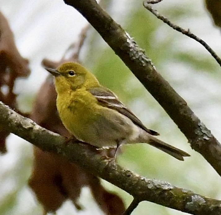 Pine Warbler - ML617629102