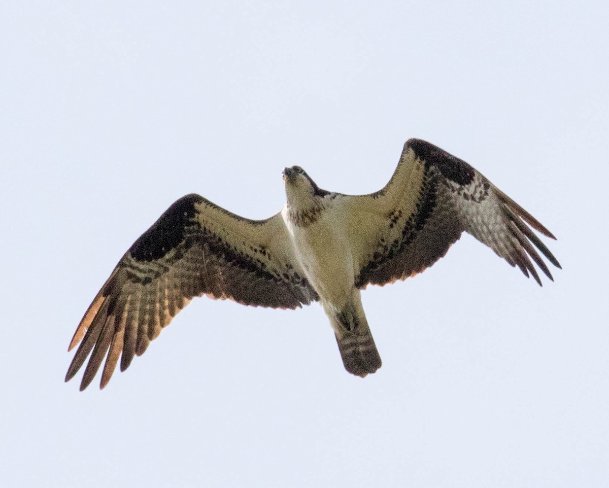 Balbuzard pêcheur - ML617629148