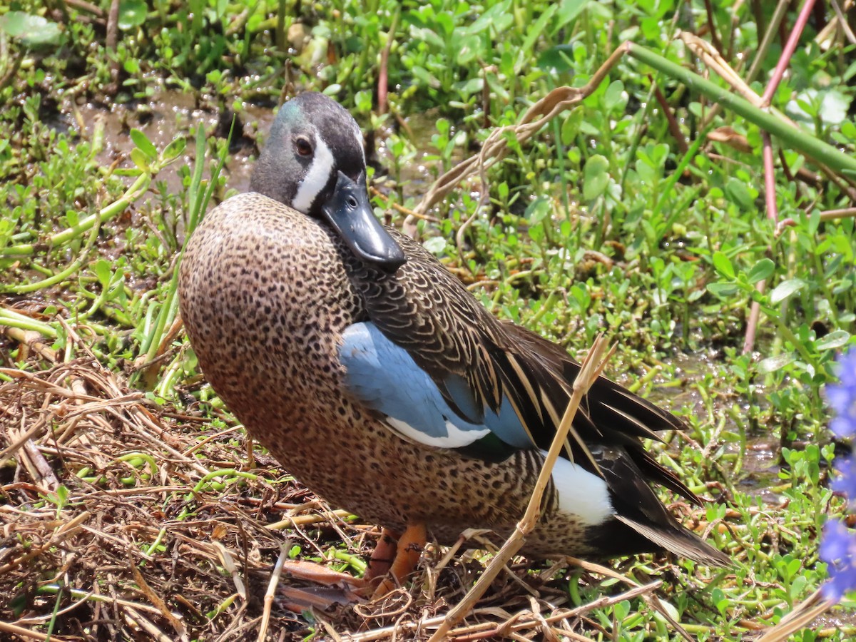Blue-winged Teal - ML617629158
