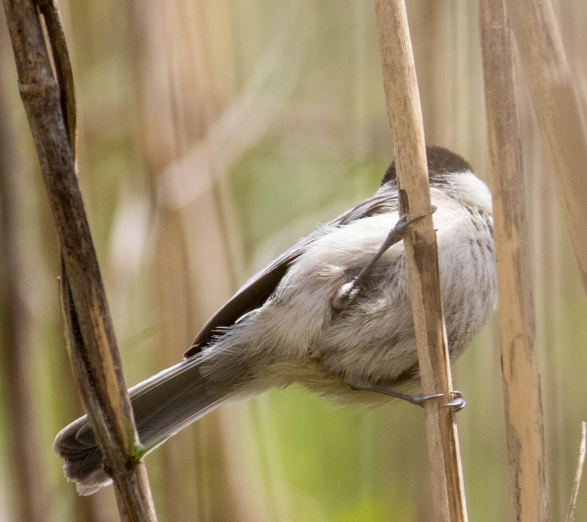 Carolina Chickadee - ML617629162