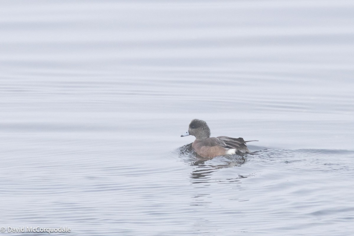 American Wigeon - ML617629212