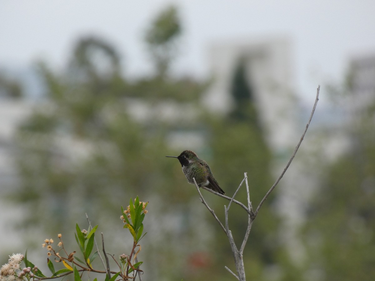 tanımsız Trochilidae sp. - ML617629217