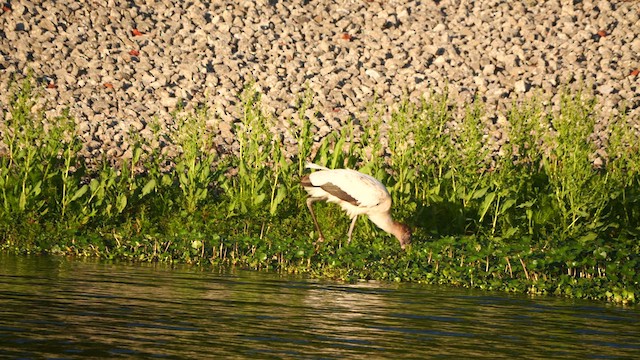 Wood Stork - ML617629272