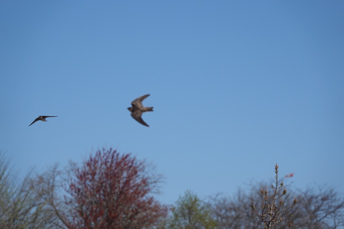 Northern Rough-winged Swallow - ML617629293