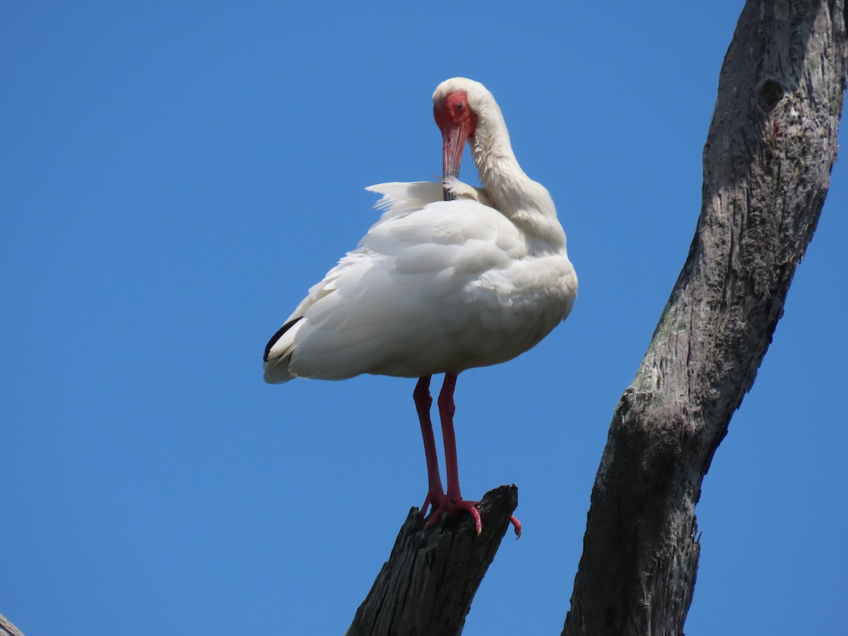 ibis bílý - ML617629295
