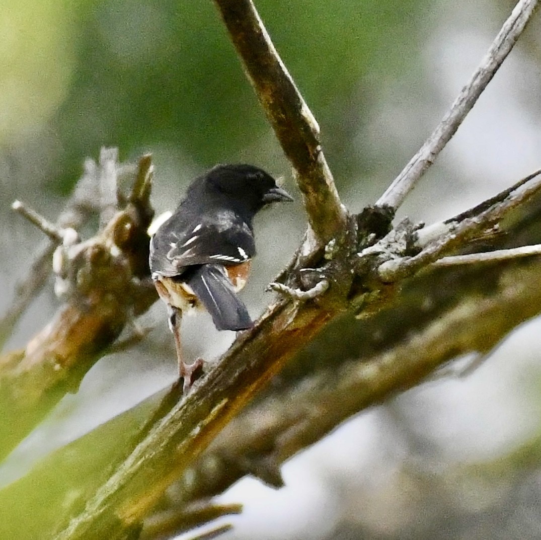 Eastern Towhee (Red-eyed) - Suzanne Zuckerman