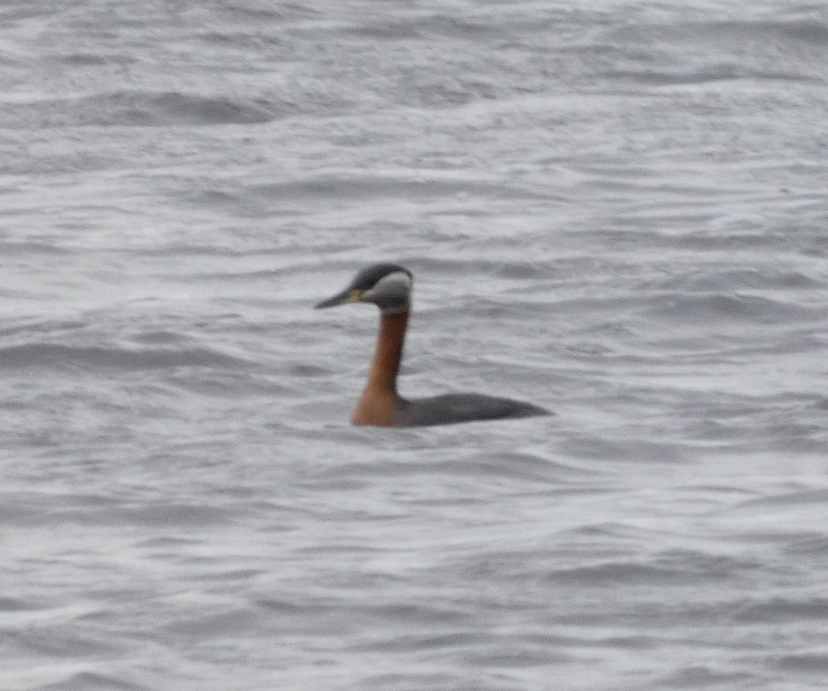 Red-necked Grebe - Ken Villebro