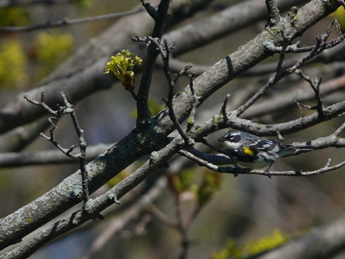 Yellow-rumped Warbler - ML617629354