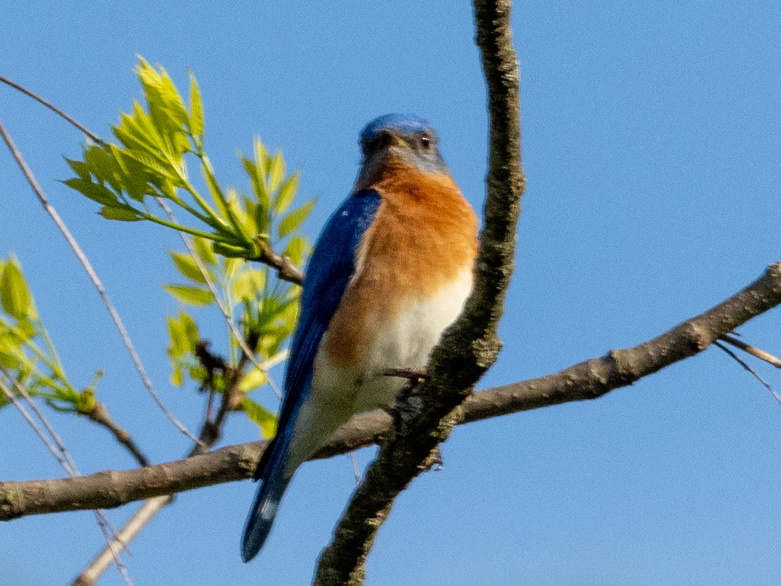 Eastern Bluebird - Tim Kambitsch