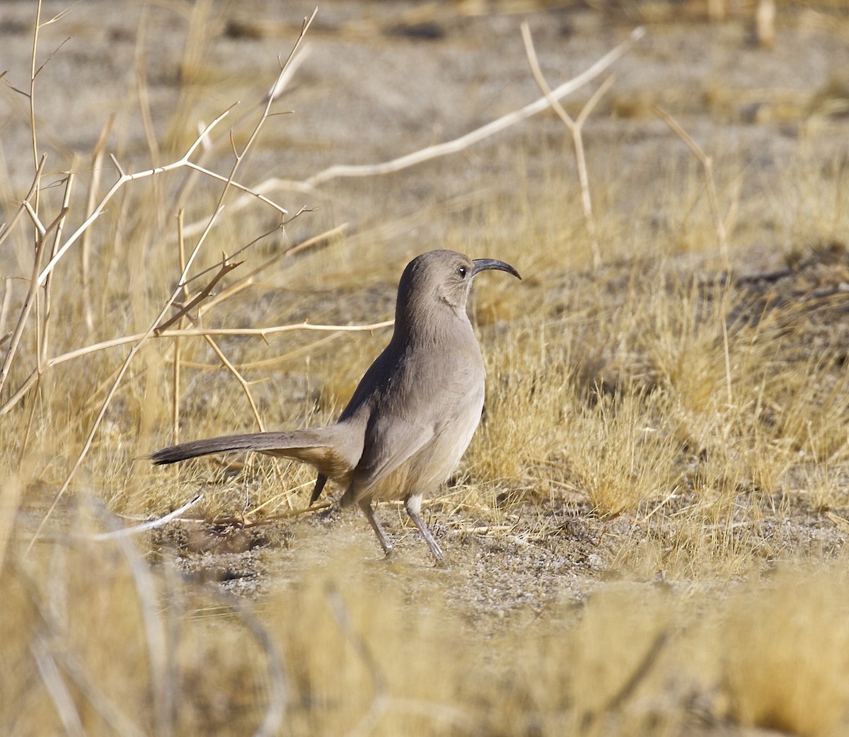 LeConte's Thrasher - Ron Wilson