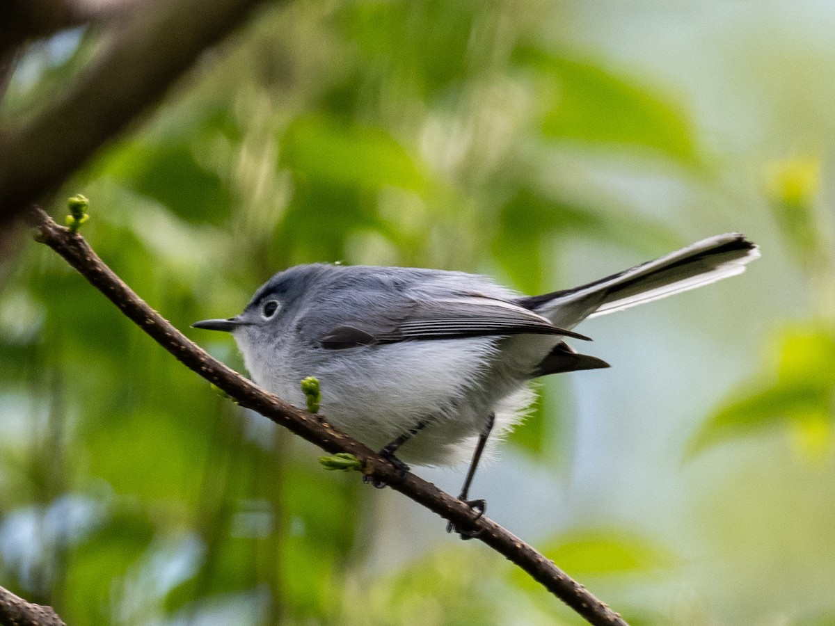 Blue-gray Gnatcatcher - ML617629377