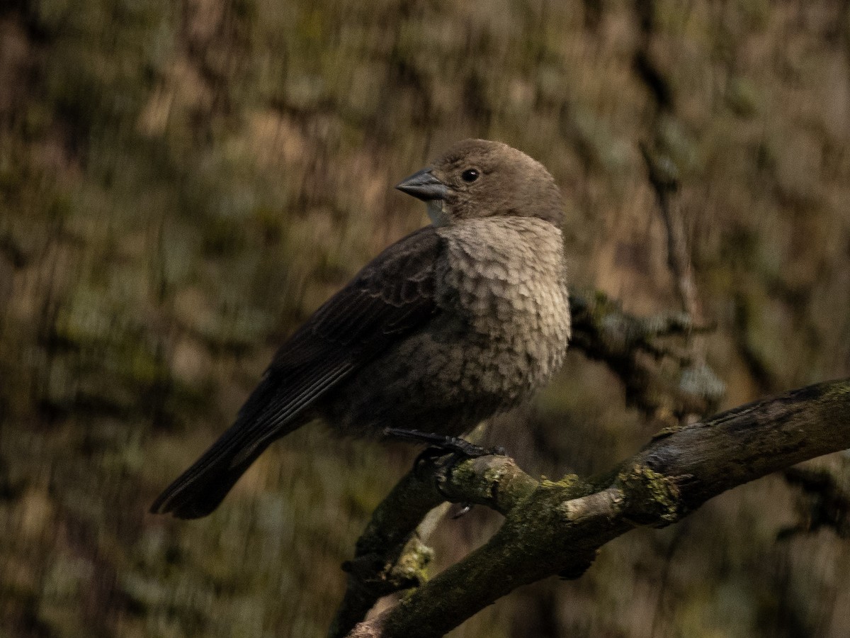 Brown-headed Cowbird - Tim Kambitsch