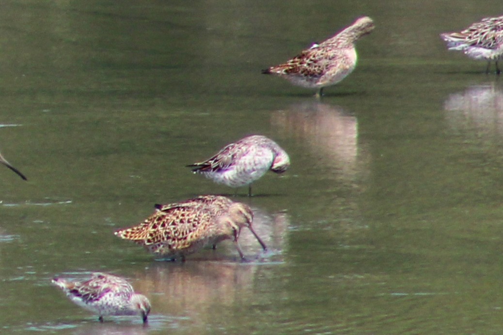 Stilt Sandpiper - ML617629386