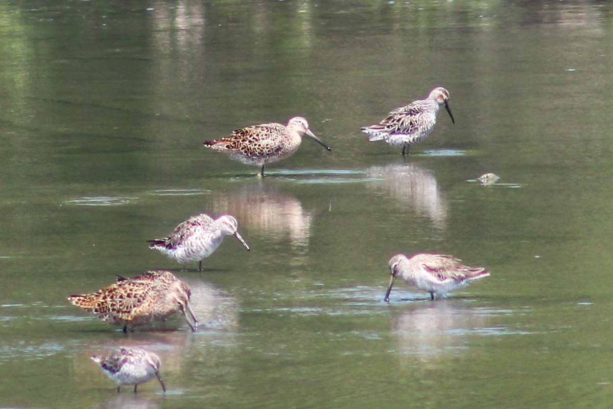 Stilt Sandpiper - ML617629387