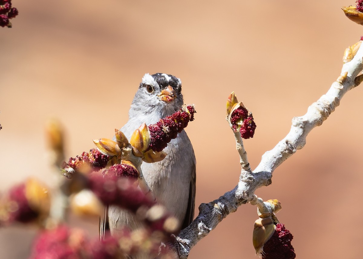 White-crowned Sparrow - Verlee Sanburg