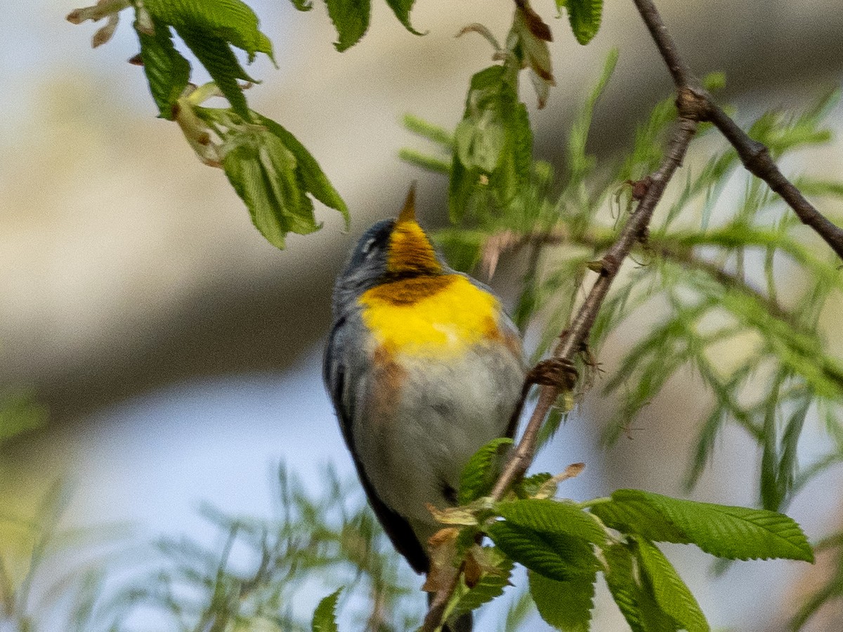 Northern Parula - ML617629398