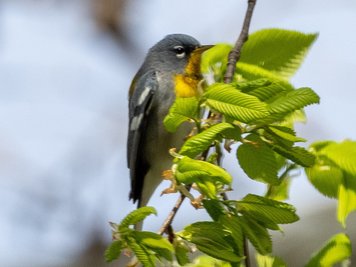 Northern Parula - Tim Kambitsch