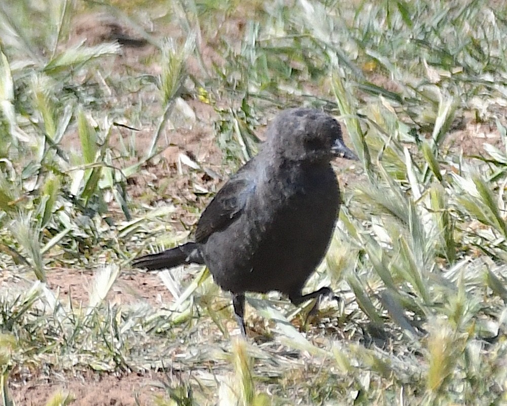 Brewer's Blackbird - Ted Wolff