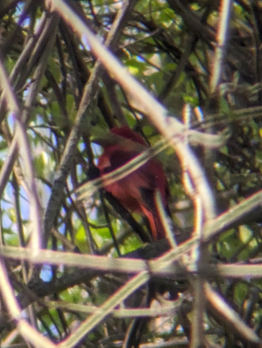 Summer Tanager - ML617629413