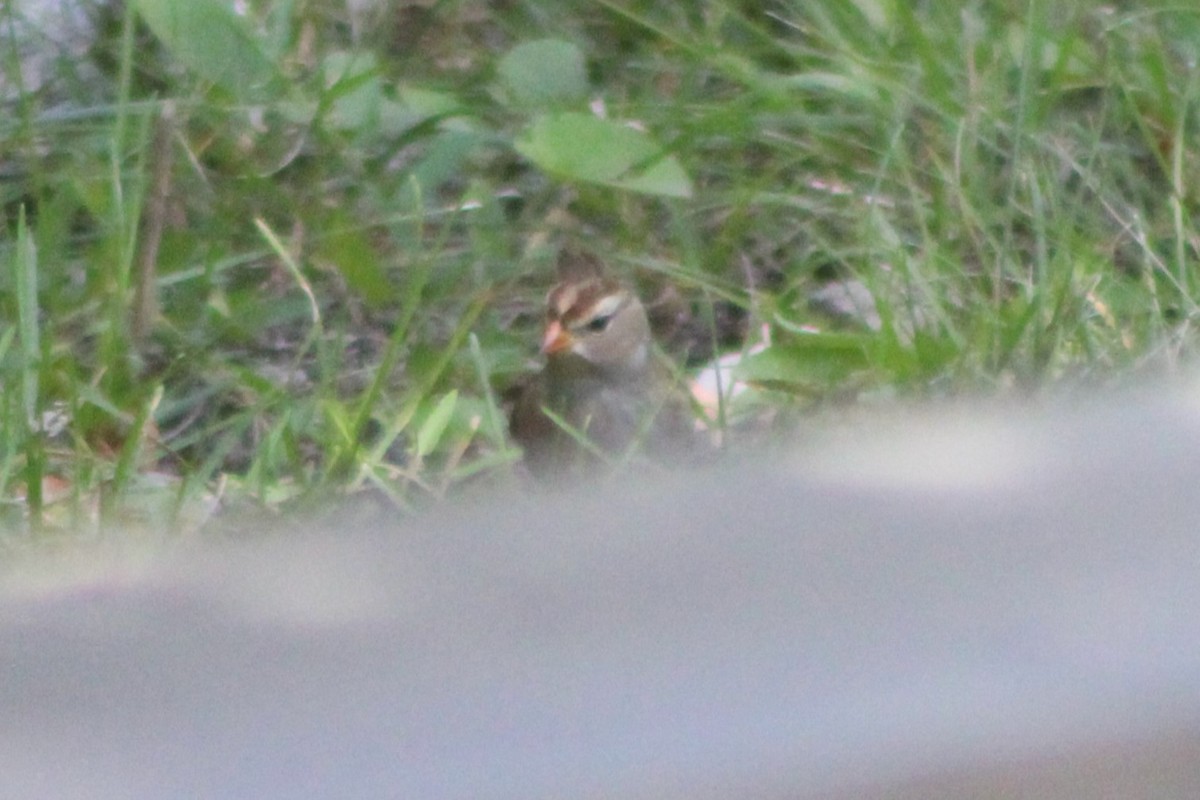 White-crowned Sparrow (Gambel's) - Sean Cozart