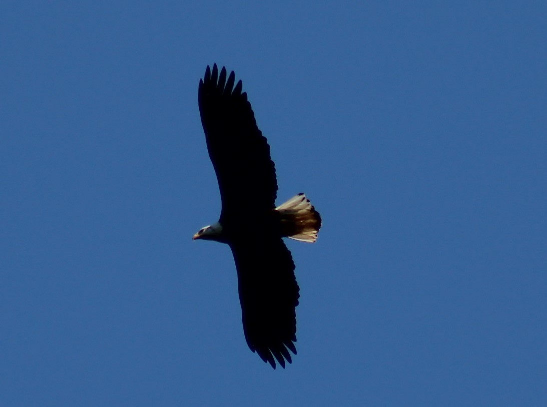 Bald Eagle - ML617629499