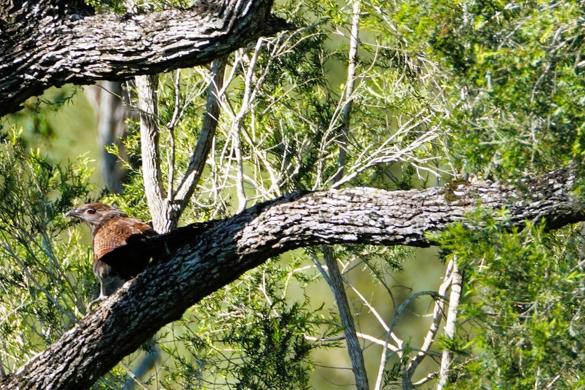 Pheasant Coucal - ML617629500