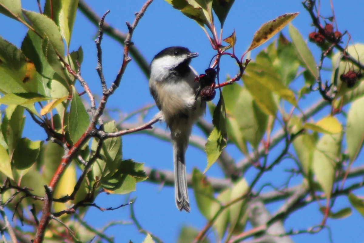 Black-capped Chickadee - ML617629510