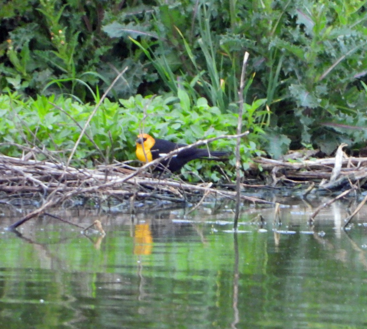 Yellow-headed Blackbird - Jim Varner