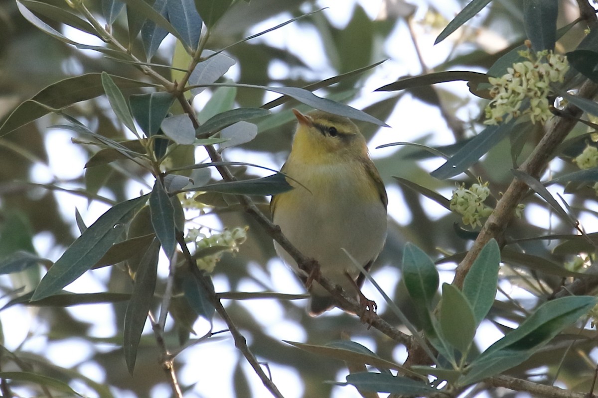 Wood Warbler - António Gonçalves