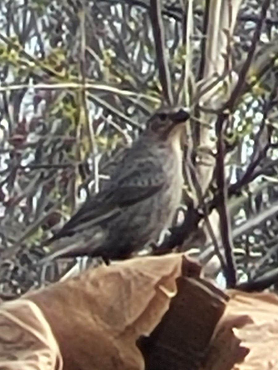 Brown-headed Cowbird - ML617629623