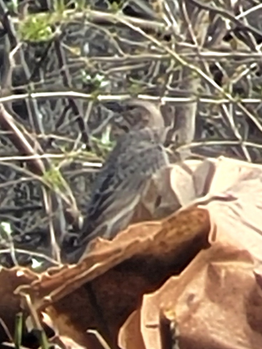 Brown-headed Cowbird - ML617629624