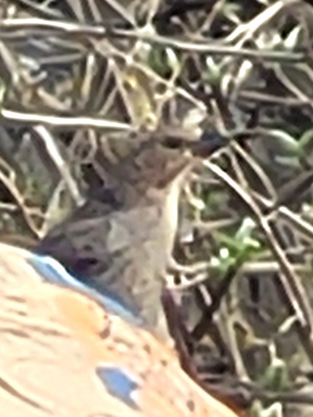 Brown-headed Cowbird - ML617629625