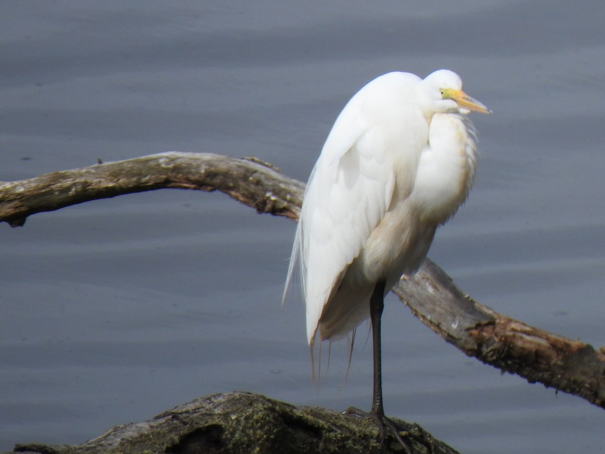 Great Egret - Don Clark