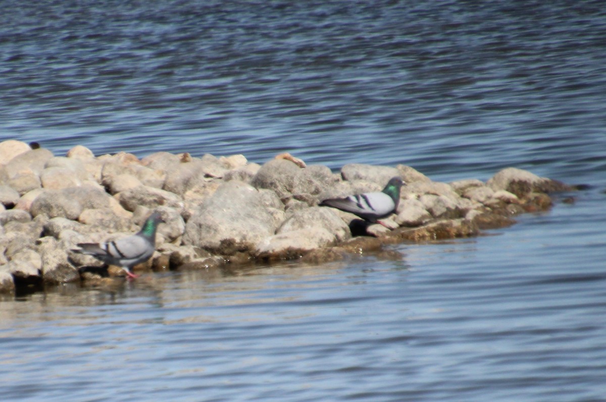 Rock Pigeon (Feral Pigeon) - ML617629636