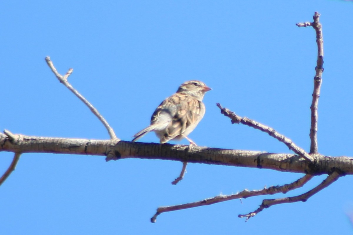 Brewer's Sparrow (breweri) - Sean Cozart