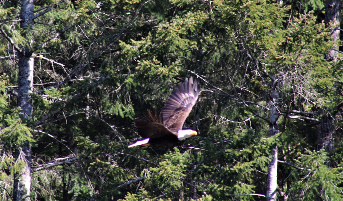 Weißkopf-Seeadler - ML617629675