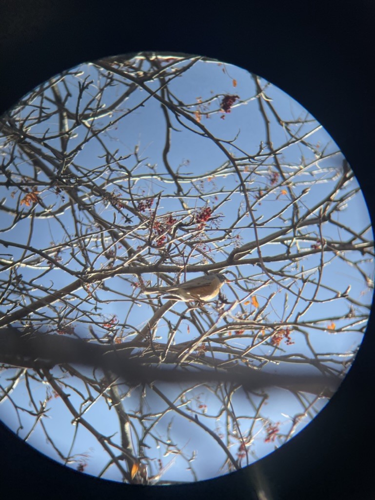 American Robin - ML617629695