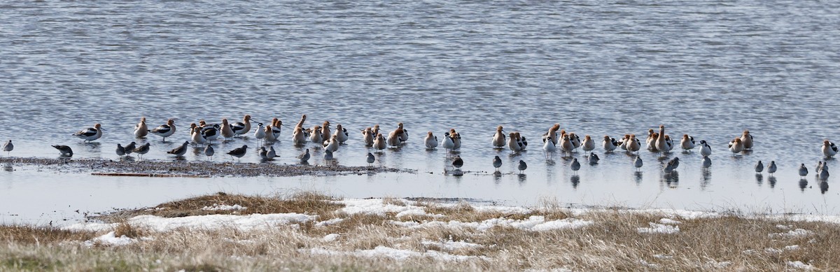 Lesser Yellowlegs - ML617629709