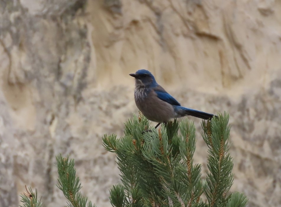 Woodhouse's Scrub-Jay (Woodhouse's) - Pam Meharg