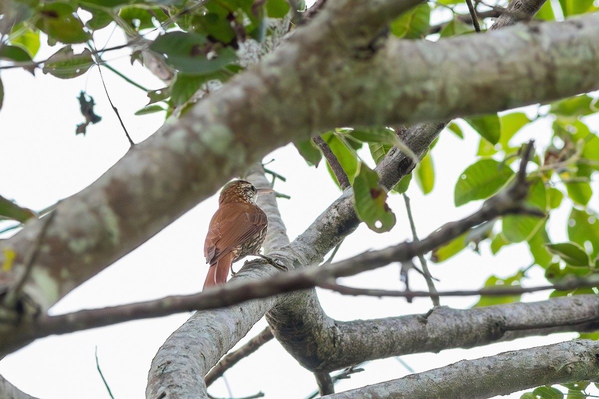 Scaled Woodcreeper (Wagler's) - Gabriel Bonfa