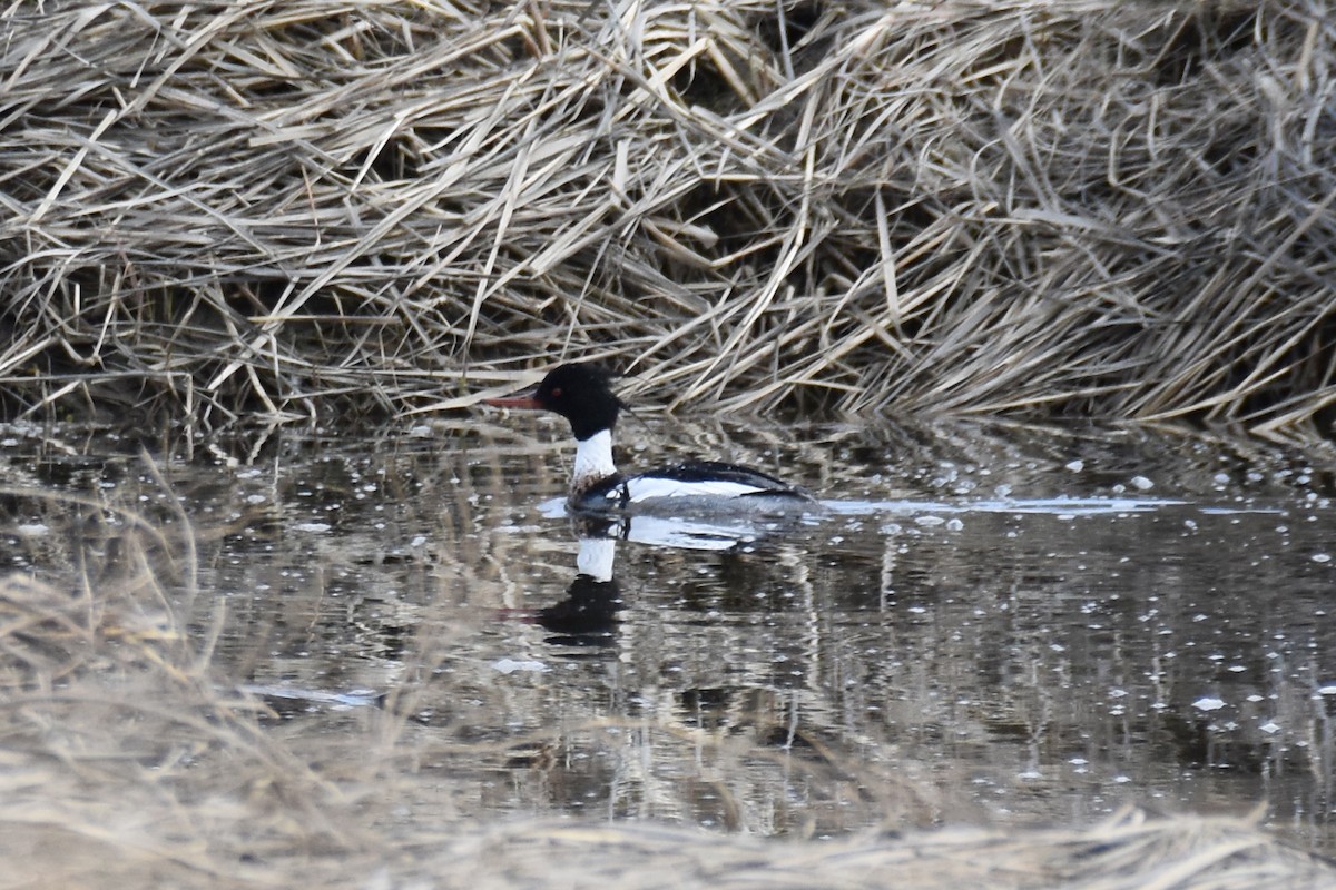 Red-breasted Merganser - ML617629750