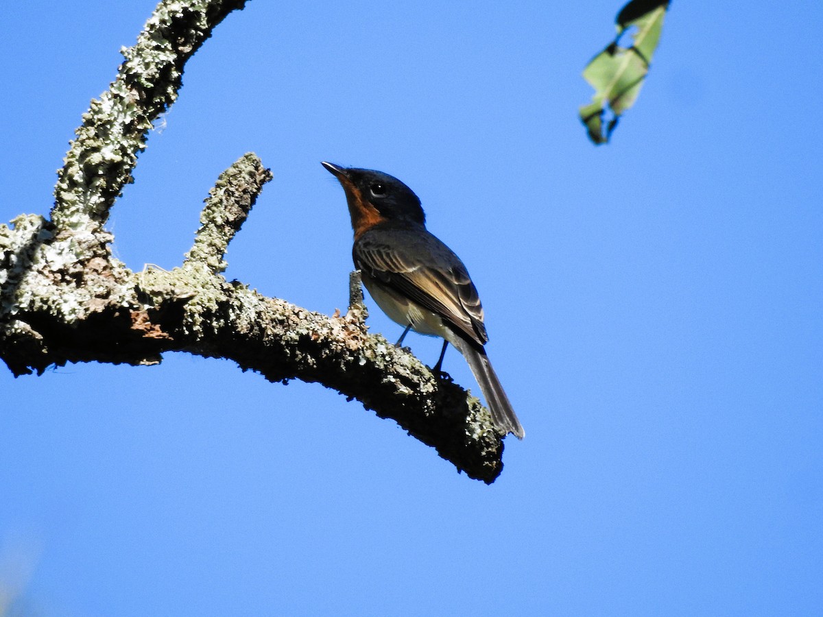 Leaden Flycatcher - ML617629765