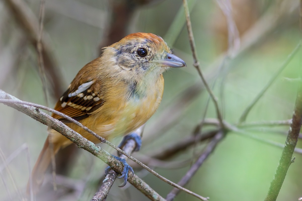 Planalto Slaty-Antshrike - ML617629776