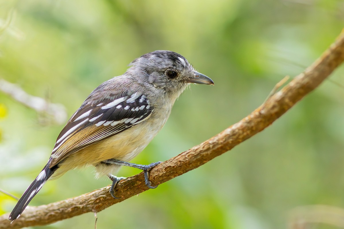 Planalto Slaty-Antshrike - ML617629777