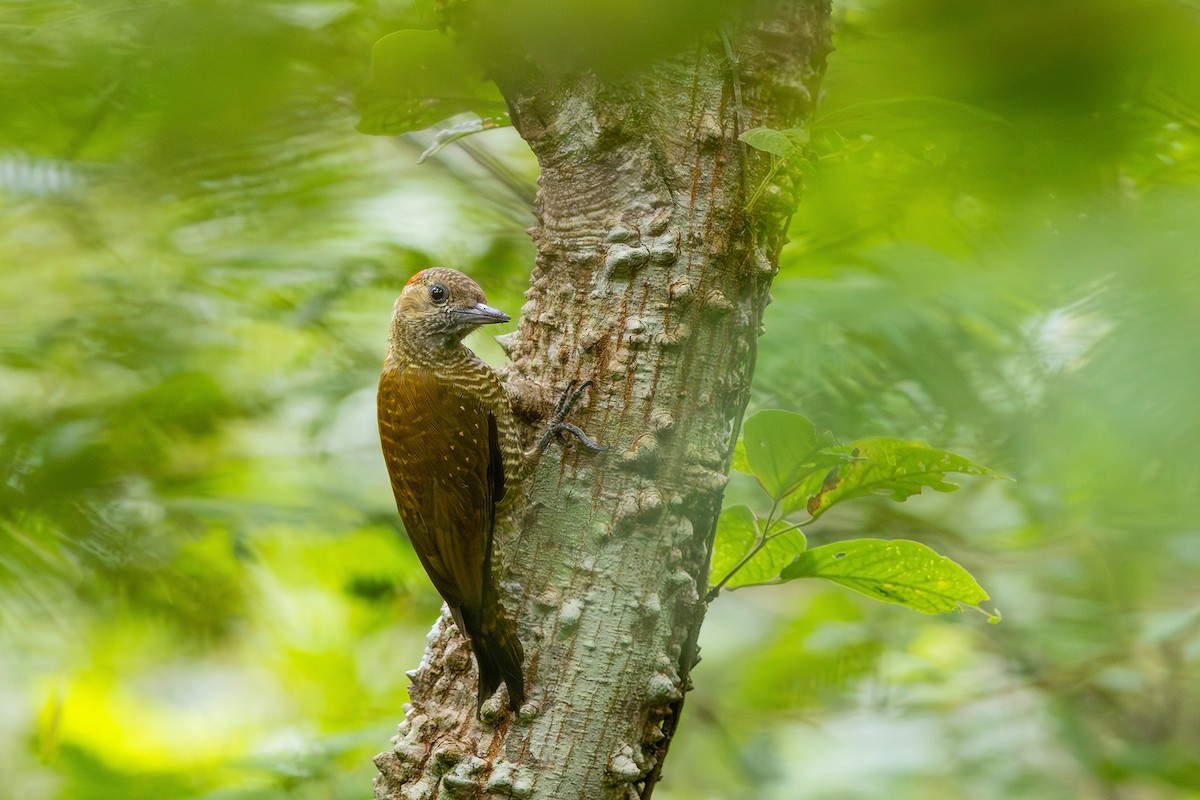 Little Woodpecker - ML617629819