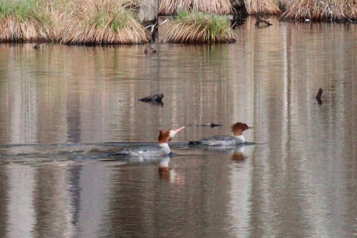 Common Merganser (North American) - James Teitgen