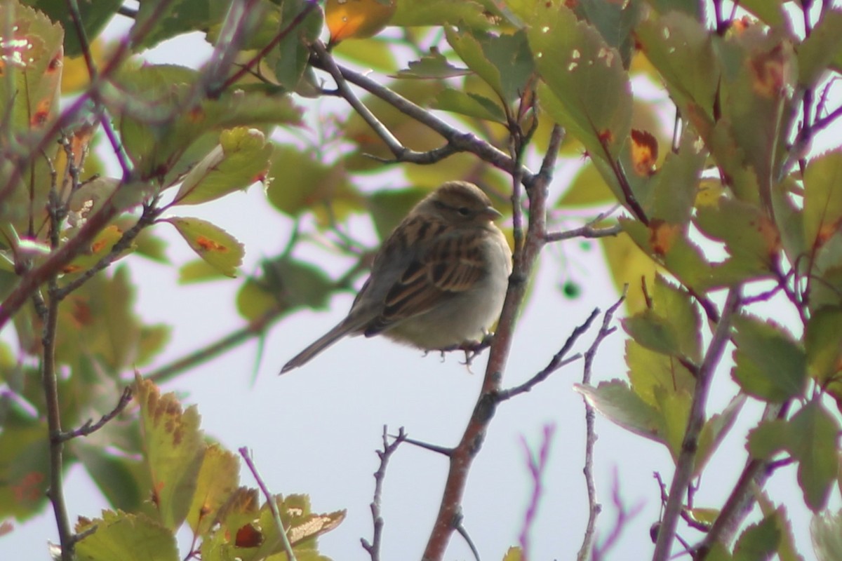 Chipping Sparrow - Sean Cozart