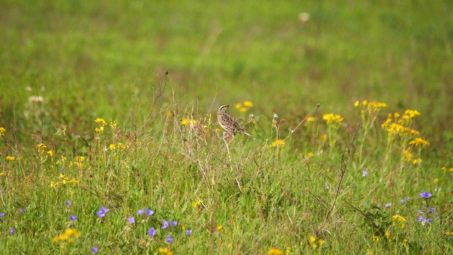 Eastern Meadowlark - ML617629857