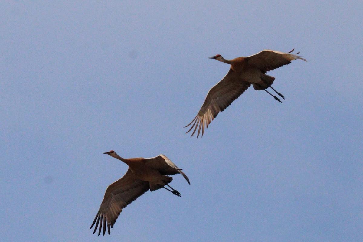 Sandhill Crane - James Teitgen